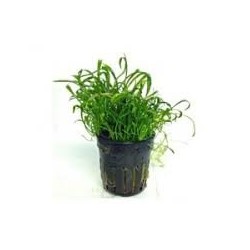 LILAEOPSIS carolinesia