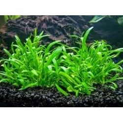 LILAEOPSIS carolinesia