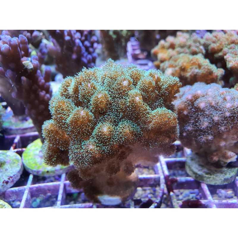 Pocillopora Verde