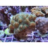 Pocillopora Verde