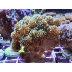 Pocillopora Verde