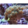 Pocillopora Verde