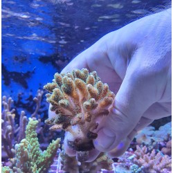 Pocillopora Verde