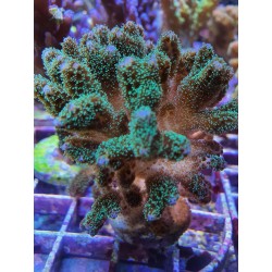 Pocillopora Verde