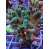 Pocillopora Verde