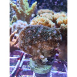 Pocillopora Rosa