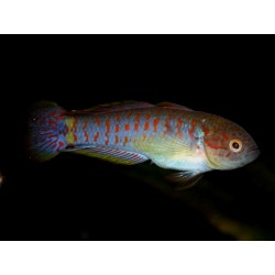 Tateumdina Ocellicauda