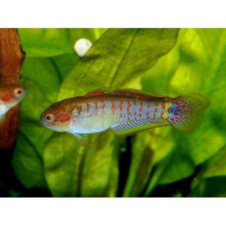 Tateumdina Ocellicauda