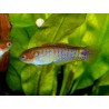 Tateumdina Ocellicauda