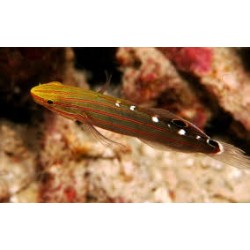 Amblygobius Rainfordi