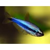 Inpaichthys kerri super blue