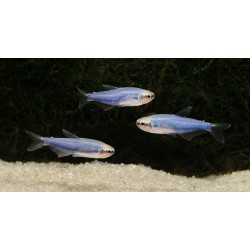 Inpaichthys kerri super blue