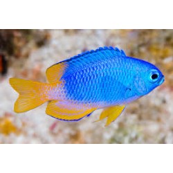 pomacentrus coelestis