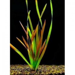 Vallisneria spiralis red