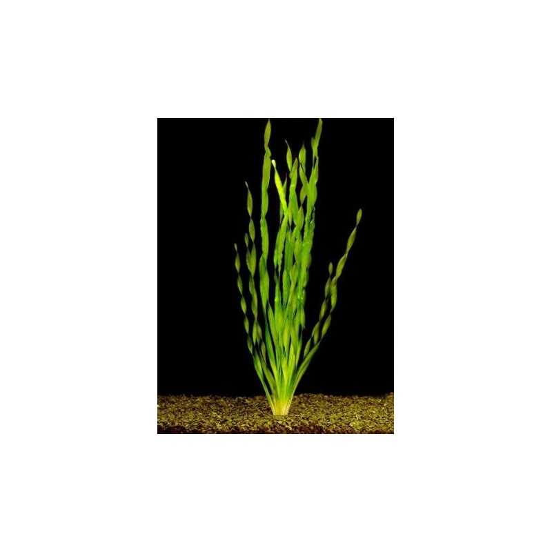 Vallisneria asiatica maceta