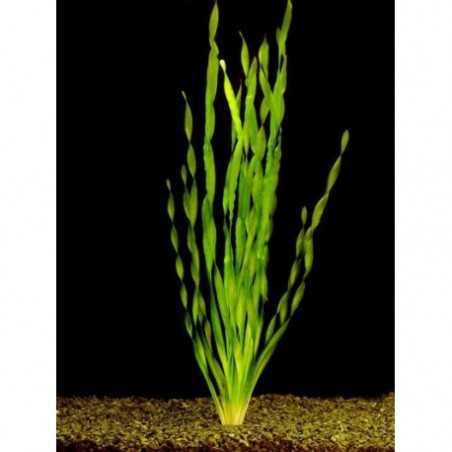 Vallisneria asiatica maceta