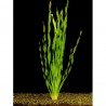 Vallisneria asiatica maceta
