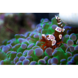 Gamba Thor Amboinensis