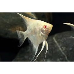 Escalar Albino Diamond