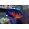 Centropyge Bispinosus M