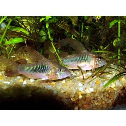 Corydora Bronce Velo