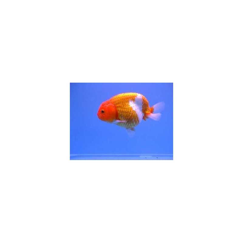 Ranchu  surtido 4-5cm