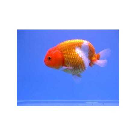 Ranchu  surtido 4-5cm