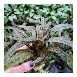 Cryptocoryne balansae