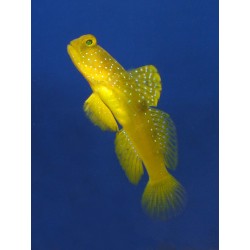 Cryptocentrus cintus