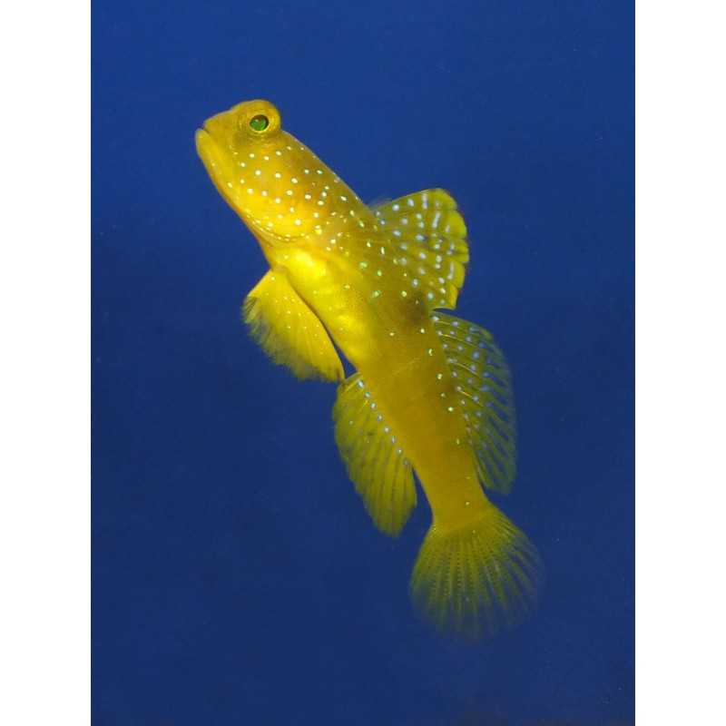 Cryptocentrus cintus