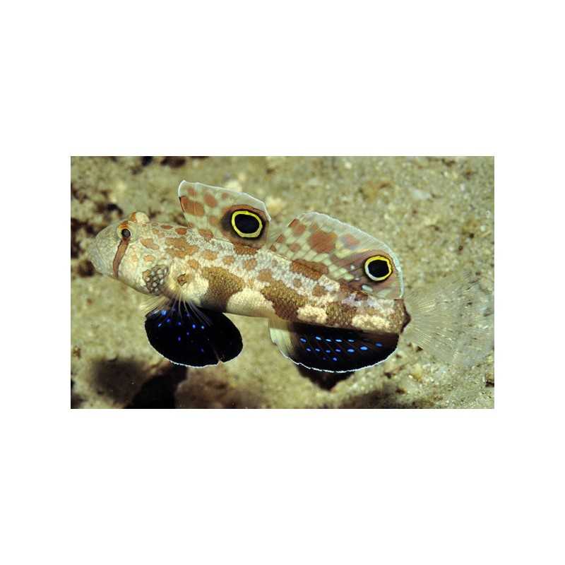 Signigobius biocellatus