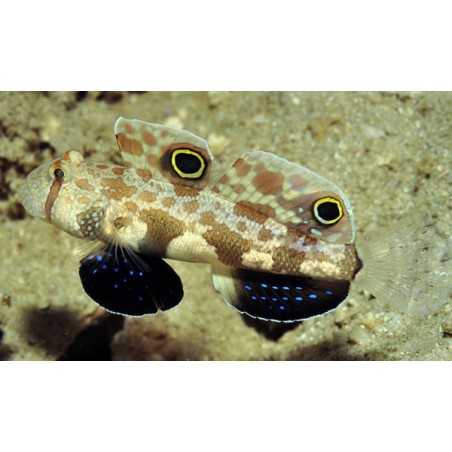 Signigobius biocellatus