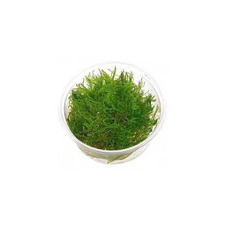 Taxiphyllum Taiwan Moss
