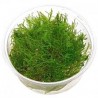 Taxiphyllum Taiwan Moss