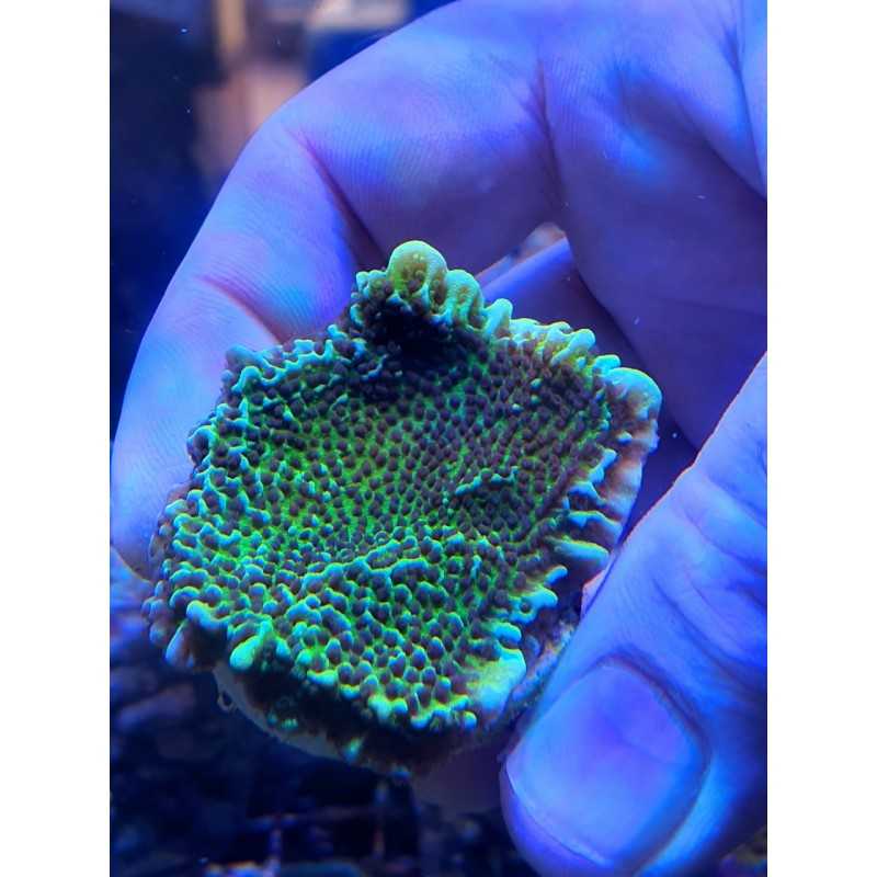 Montipora confusa