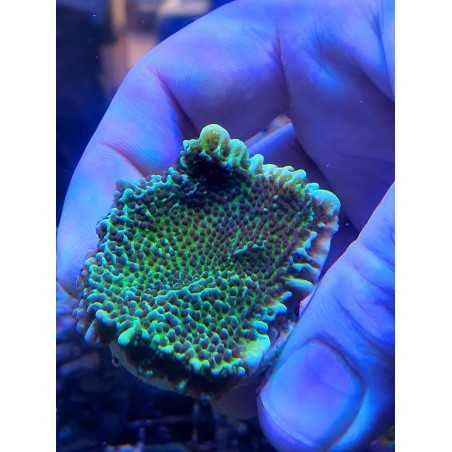 Montipora confusa