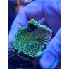 Montipora confusa