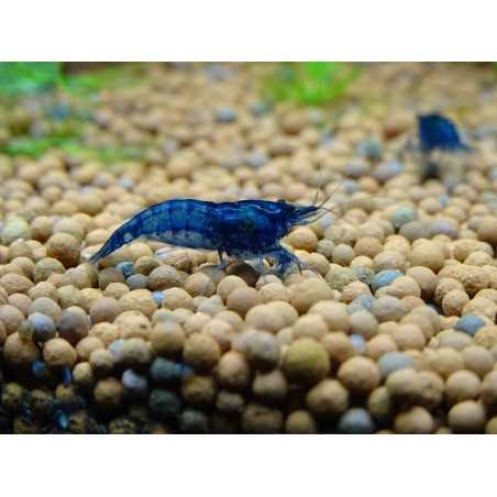 Gamba Azul Diamante