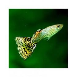 Guppy macho leopardo