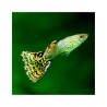 Guppy macho leopardo