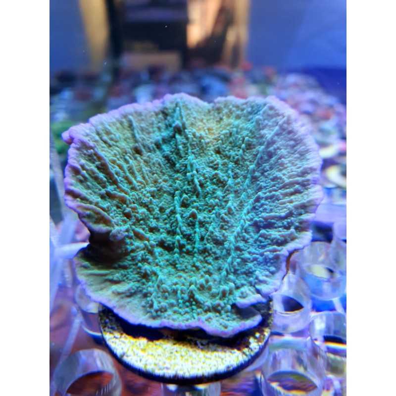 Montipora Plato Verde Borde Morado