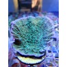 Montipora Plato Verde Borde Morado