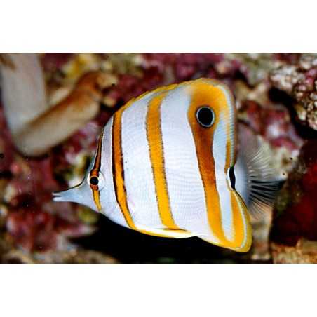 chelmon rostratus (COMIENDO CONGELADO )