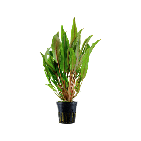Cryptocoryne Undulata