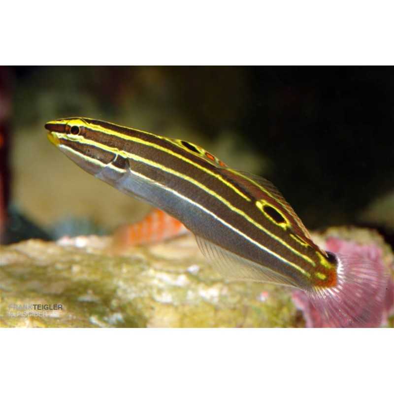 Amblygobius Hectori