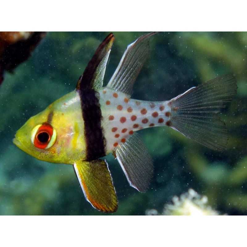 Sphaeramia Nematoptera