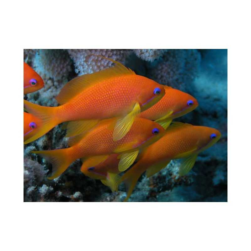 Pseudoanthias squamipinnis