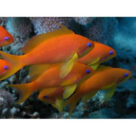 Pseudoanthias squamipinnis