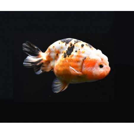 Ranchu surtido 9-11cm