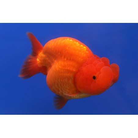 Ranchu